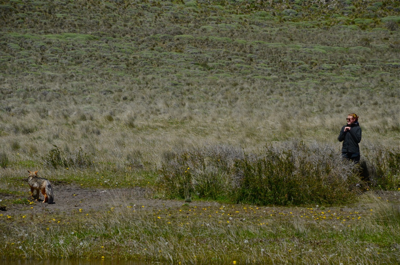 Ingrid making friends with the Culpeo Fox