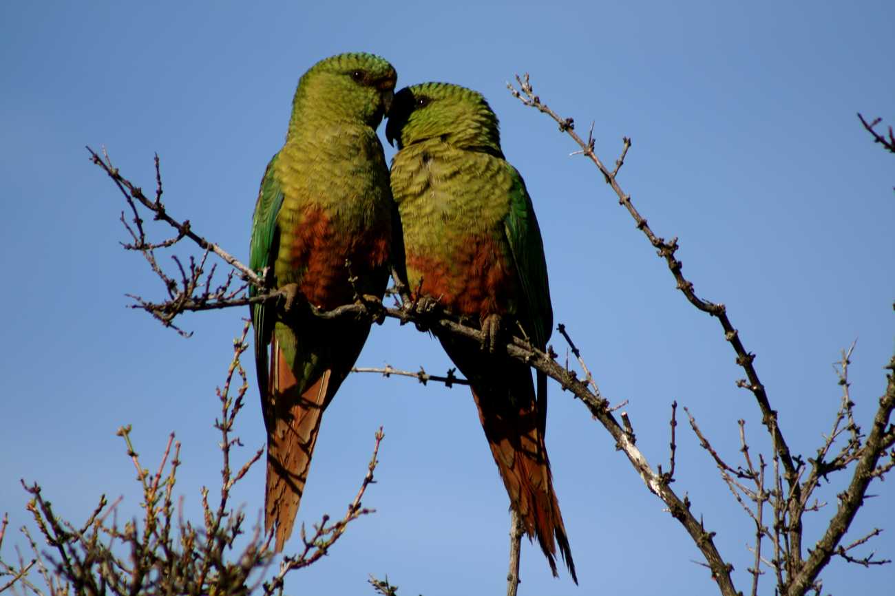 Austral Parakeets at base camp