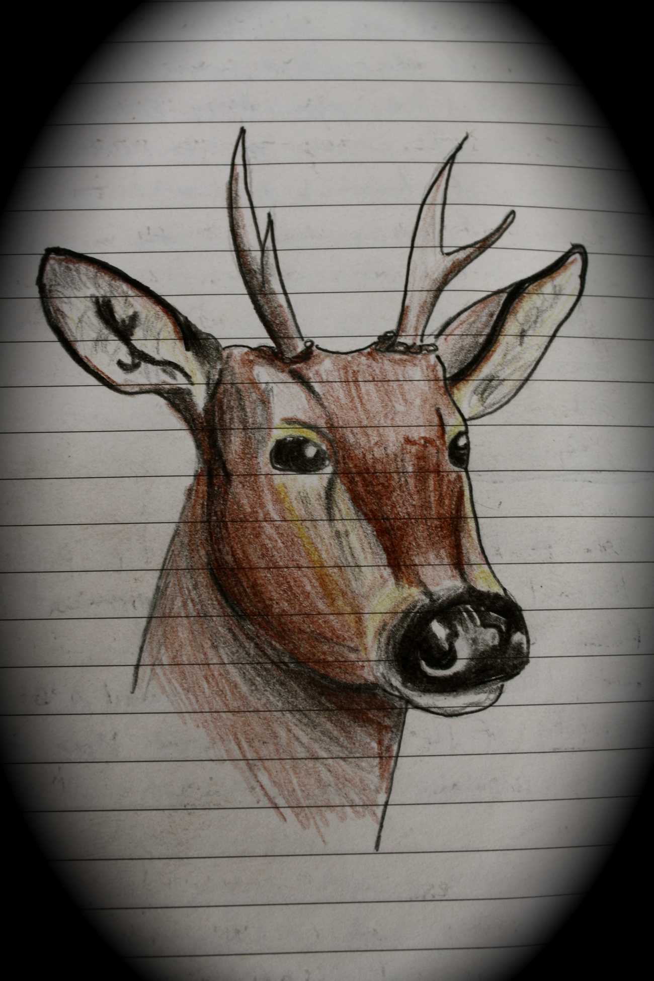 Drawing of Huemul by Kellen Witschen