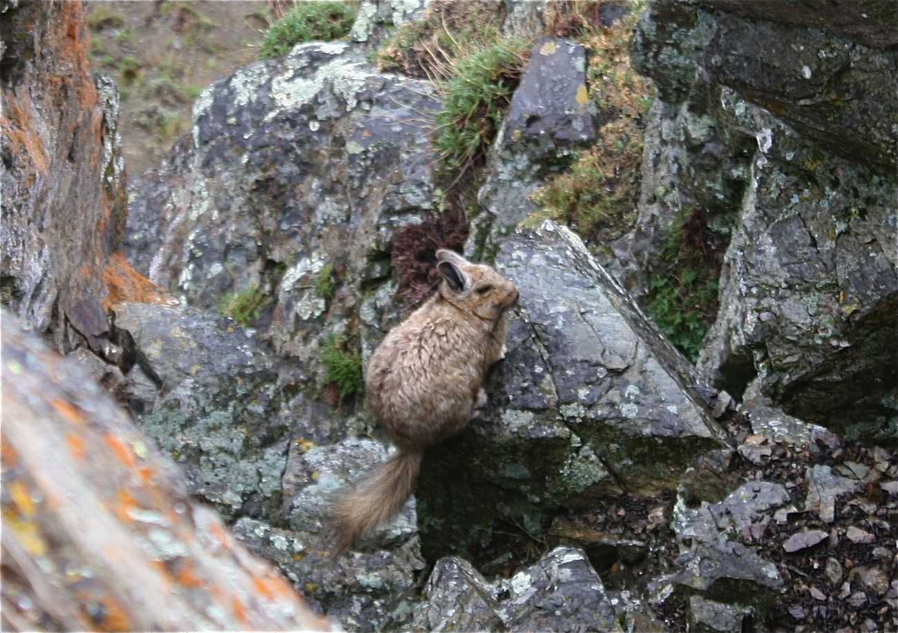 Vizcacha sighting!