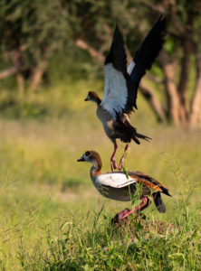 A bird standing on top of a grass covered field
Description automatically generated