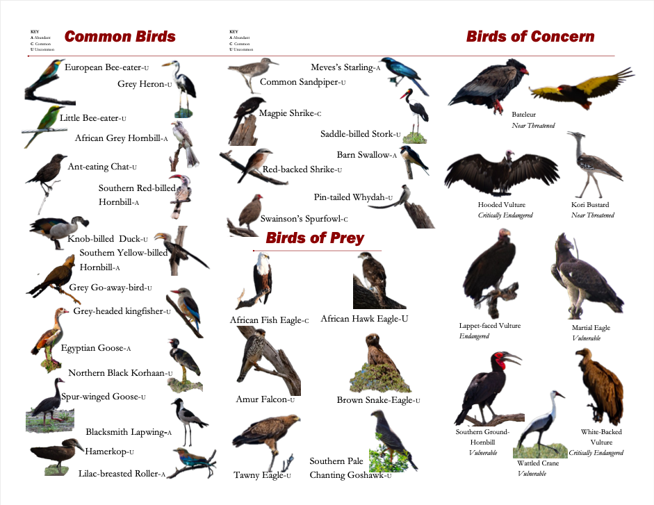 A picture containing text, map, bird
Description automatically generated