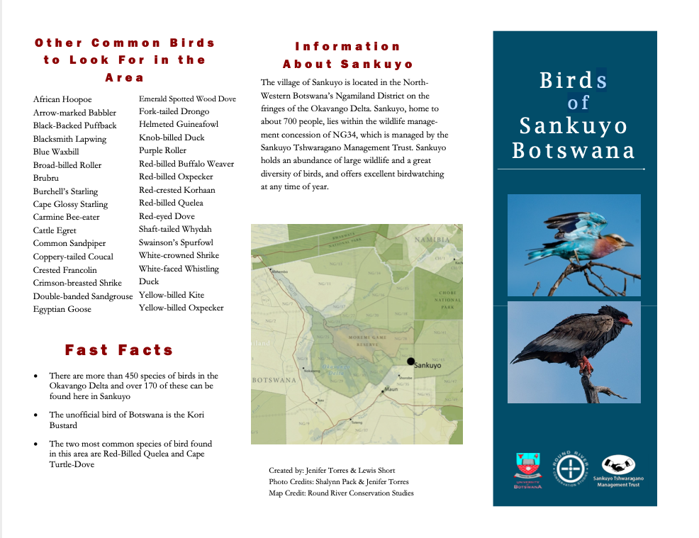 A picture containing bird
Description automatically generated