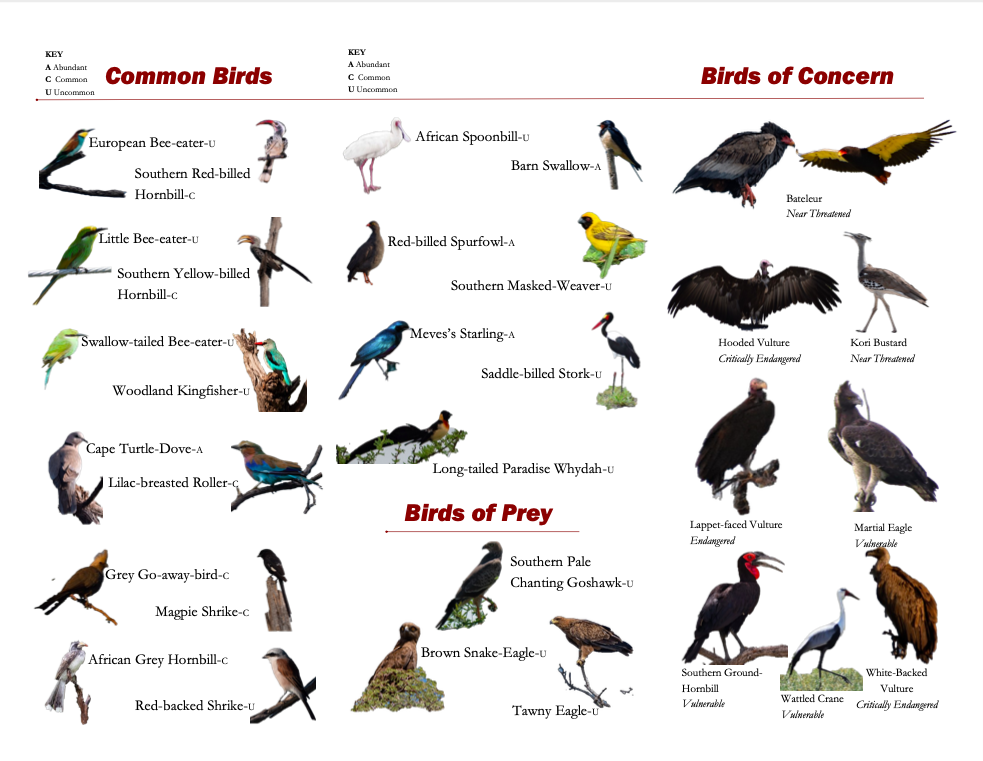 A close up of a bird
Description automatically generated