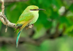 A small bird perched on a tree branch
Description automatically generated