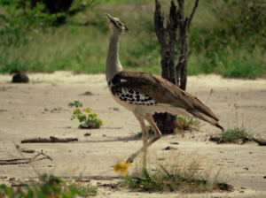 A bird standing on top of a sandy beach
Description automatically generated